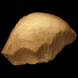 Acrotholus