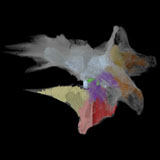 Alioramus
