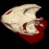 Annemys