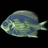 Chromis