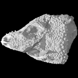 Gobiderma
