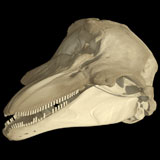 Phocoena
