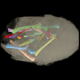 neoceratopsian