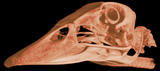<i>Anas platyrhynchos</i>, Domestic Duck