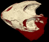 Jurassic Chinese Turtles