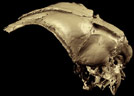 Fossil Avialan