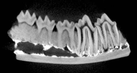 Arundelconodon sagittal slice 15