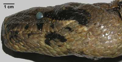 common boa constrictor anatomy