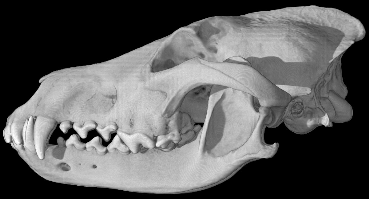 http://digimorph.org/specimens/Canis_lupus_lycaon/specimenlarge.jpg