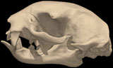 Two-toed Sloth, <i>Choloepus hoffmani</i>