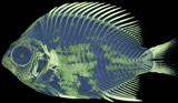 <i>Chromis abyssus</i>, Deep Blue Chromis