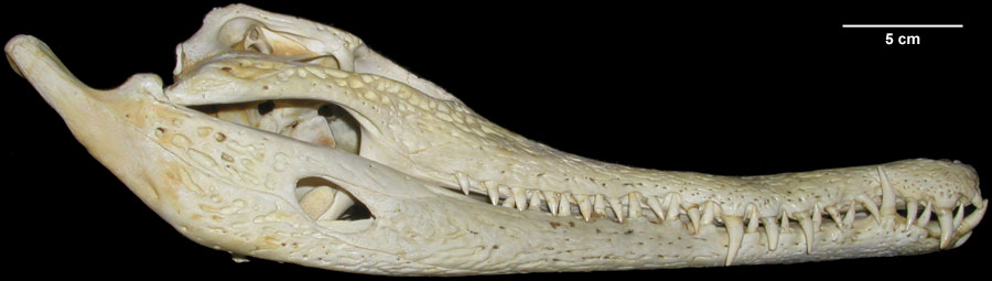 http://digimorph.org/specimens/Crocodylus_cataphractus/Lateral.jpg