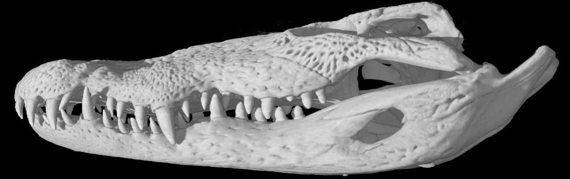 http://digimorph.org/specimens/Crocodylus_moreletii/specimenlarge.jpg