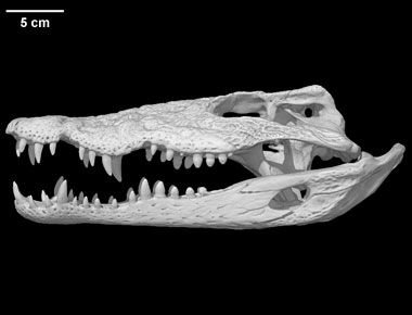 http://digimorph.org/specimens/Crocodylus_rhombifer/specimen.jpg