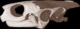 Malaysian Box Turtle, <i>Cuora amboinensis</i>