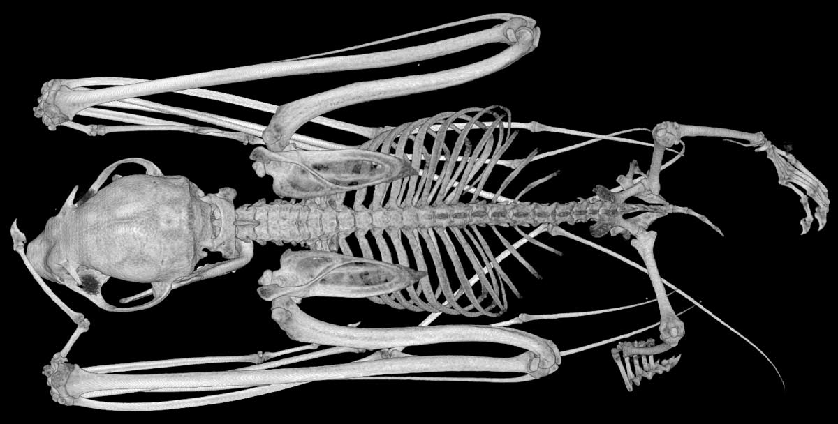 Lesser Short Nosed Fruit Bat Cynopterus Brachyotis Skeleton Bones Ships Fast from USA 
