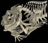 <i>Dibrachichthys melanurus</i>, Shallow-water Anglerfish