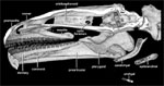 sagittal cutaway