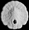 Five-notched Sand Dollar