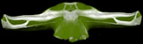 <i>Eusphyra blochii</i>, Winghead Shark