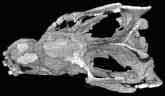 Fossil Eucynodont
