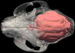 Axial spin of endocast with skull