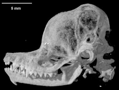 Digimorph Furipterus Horrens thumbless Bat 