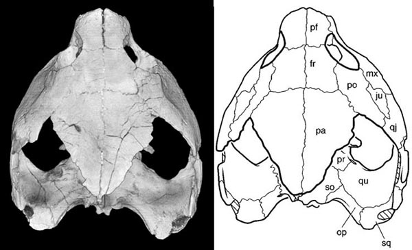 skull