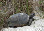 Gopherus polyphemus