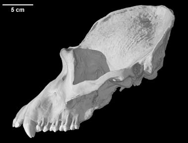 giant gorilla skull exist