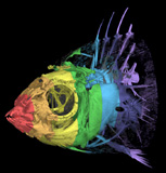 Rainbow Wrasse, <i>Halichoeres pictus</i>