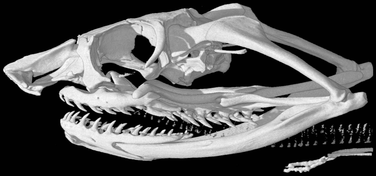 Heterodon Platirhinos Photos and Images