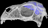 Theropod Dinosaur, <i>Incisivosaurus gauthieri</i>