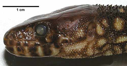 Lepidophyma flavimaculatum