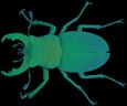 Staghorn Beetle