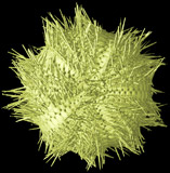 <i>Mespilia globulus</i>, Globe Urchin