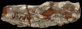 Fossil Mammaliaform