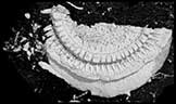 Cyclocystoid Echinoderm