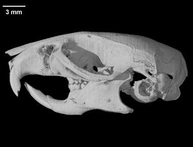 mouse skull anatomy