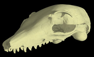 Myrmecobius fasciatus