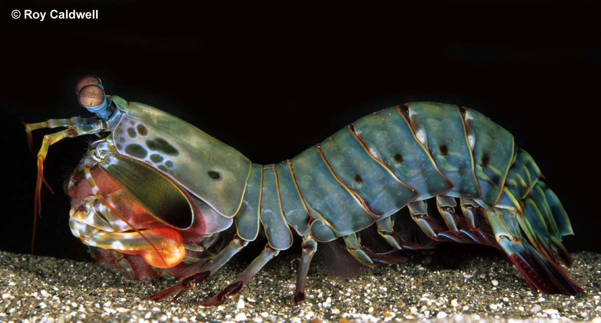 mantis shrimp pics