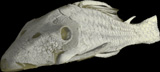Suckermouth Armored Catfishes