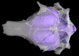 Evolution of the Penguin Brain