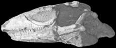 Fossil Scincomorph