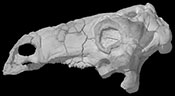 Nodosaurid Ankylosaur