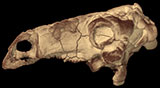 Nodosaurid Ankylosaur, <i>Pawpawsaurus campbelli</i>