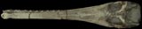 <i>Pelagosaurus typus</i>, Fossil Crocodyliform