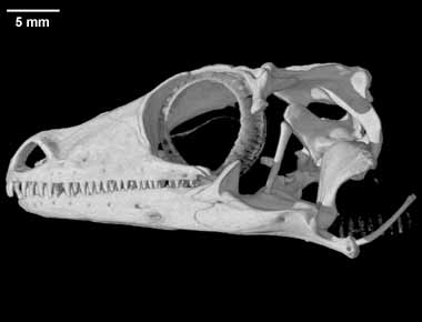 http://www.digimorph.org/specimens/Rhacodactylus_auriculatus/specimen.jpg
