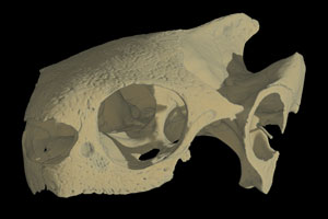 Rhinoclemmys pulcherrima