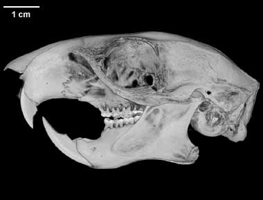 eastern fox squirrel skull